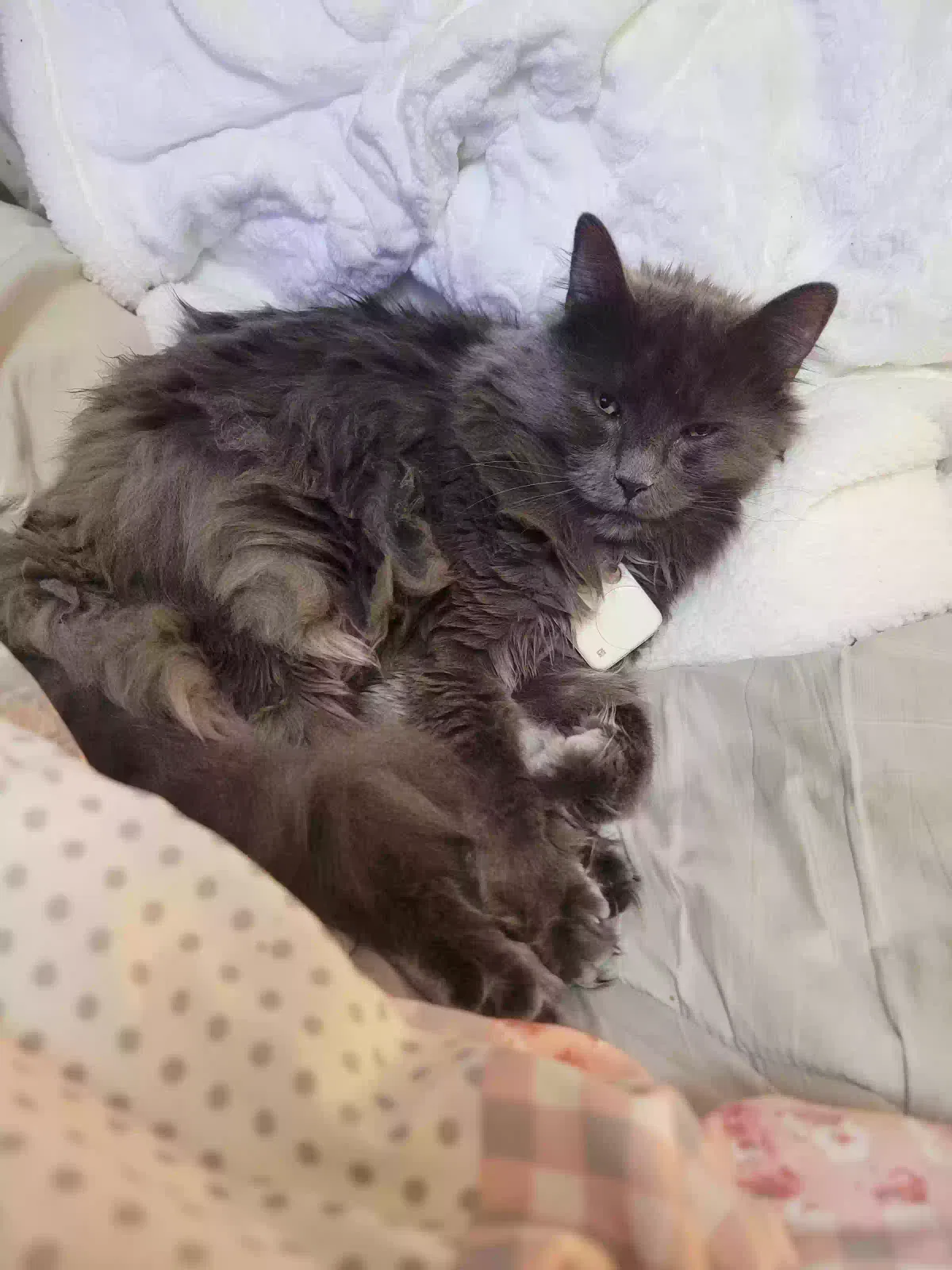 Lost cat in Spokane, WA, 99207