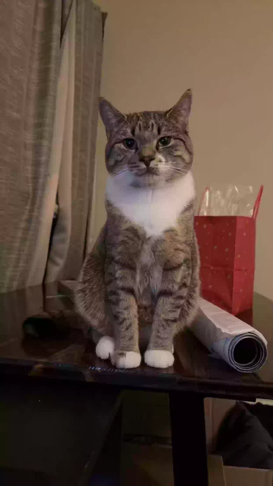 Lost cat in Kernersville, NC, 27284