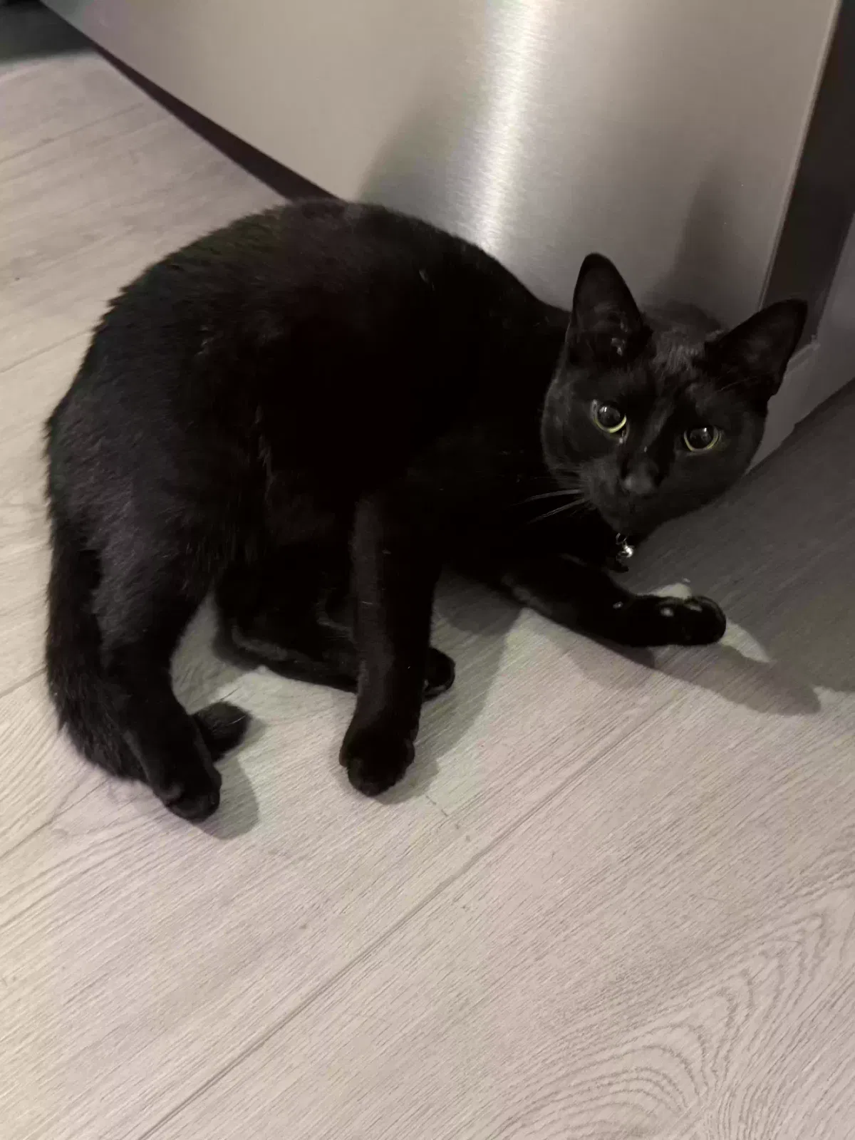 Lost cat in Columbia, SC, 29203