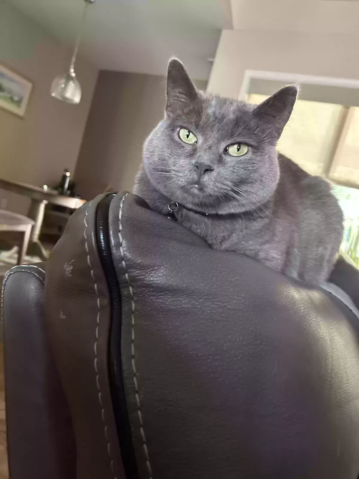 Lost cat in Piedmont, SC, 29673