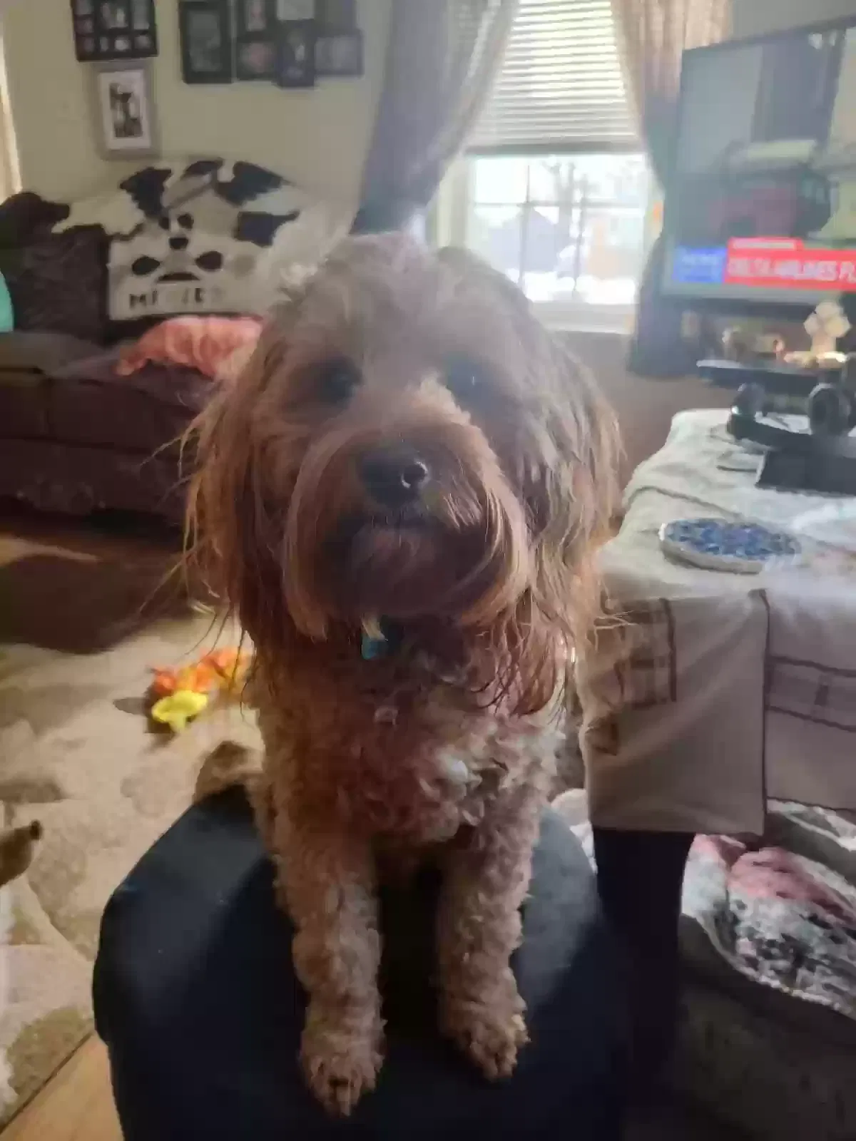 Lost dog in Machesney Park, IL, 61115