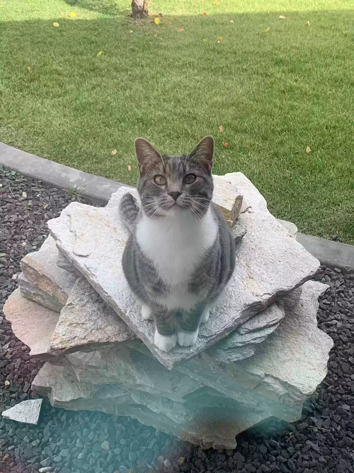 Lost cat in Las Vegas, NV, 89147