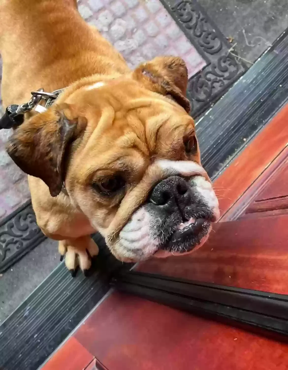 Lost dog in San Diego, CA, 92117