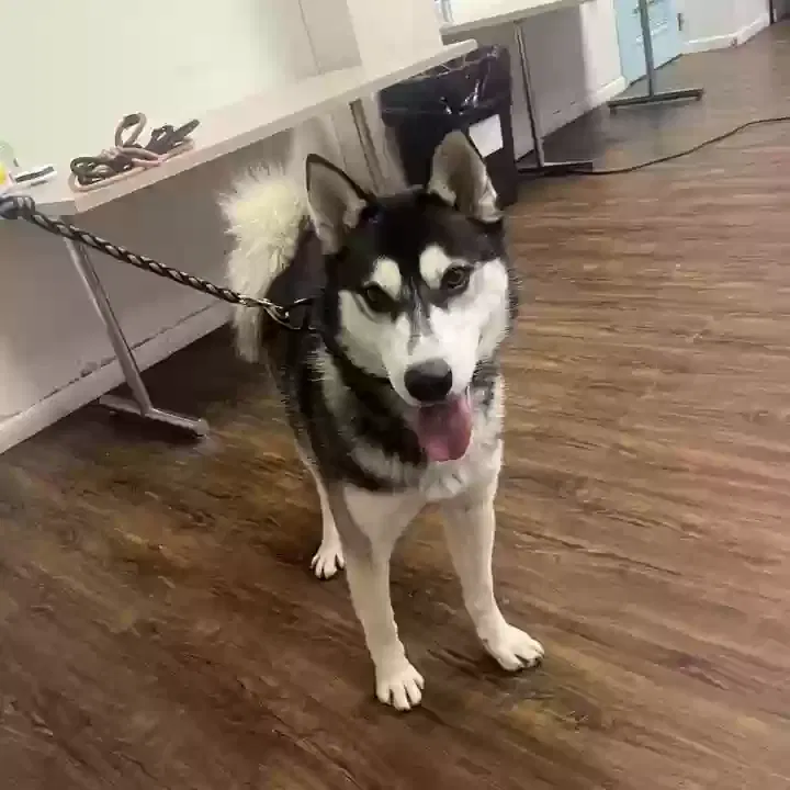 Lost dog in Saint Louis, MO, 63118