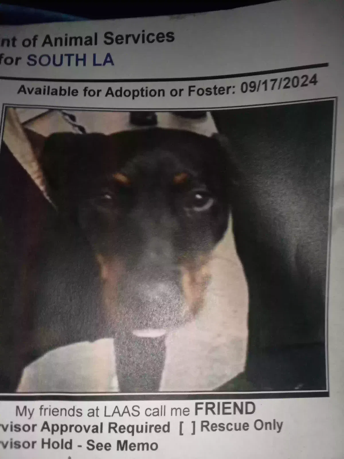 Lost dog in Los Angeles, CA, 90021