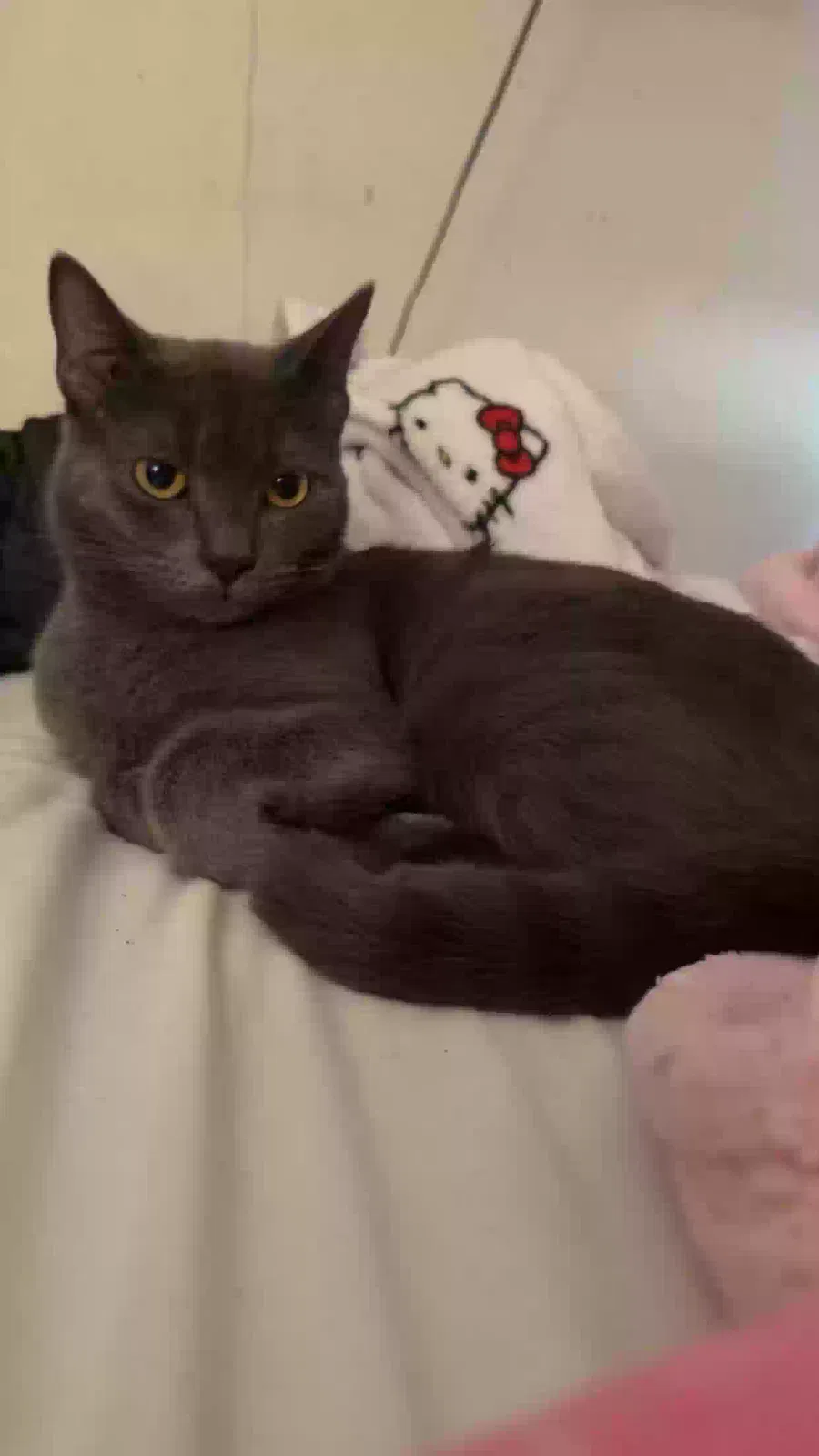 Lost cat in Rocklin, CA, 95677