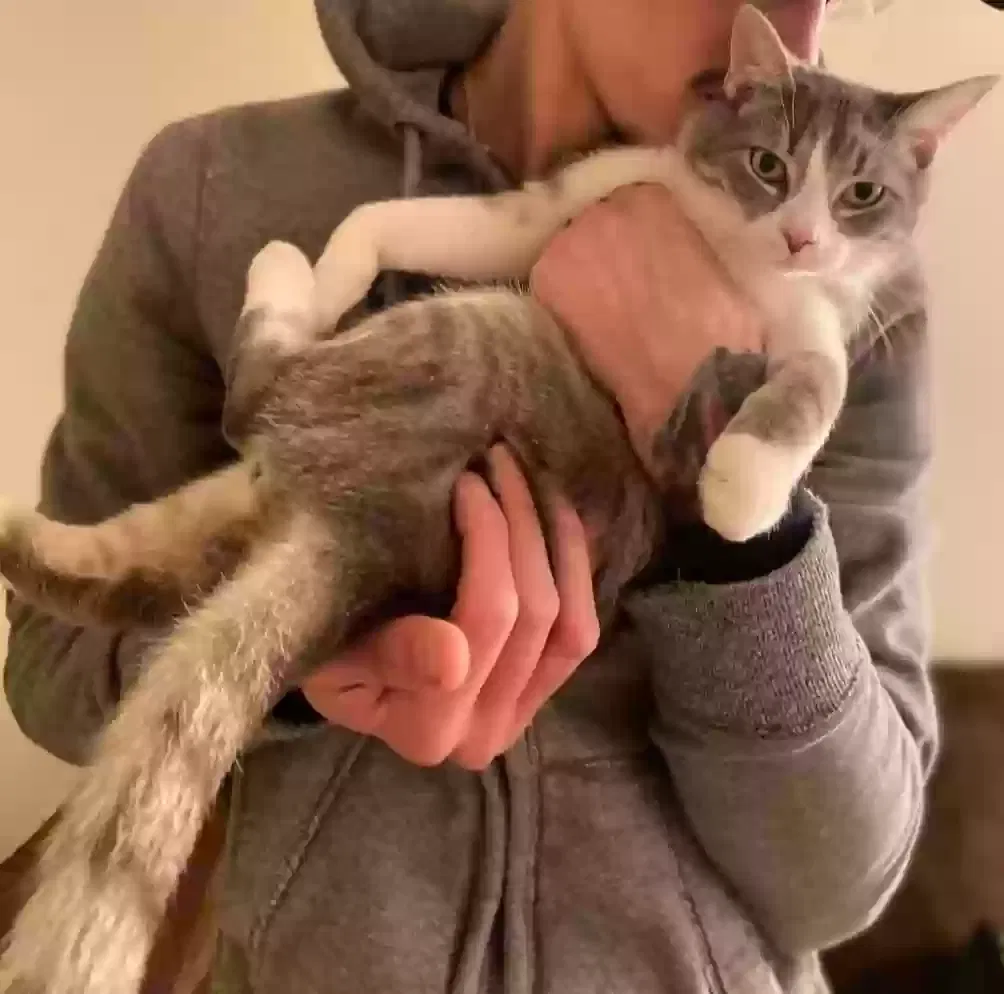 Lost cat in Louisville, KY, 40229