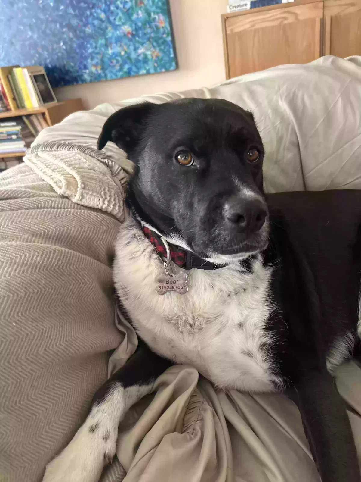 Lost dog in Chula Vista, CA, 91910