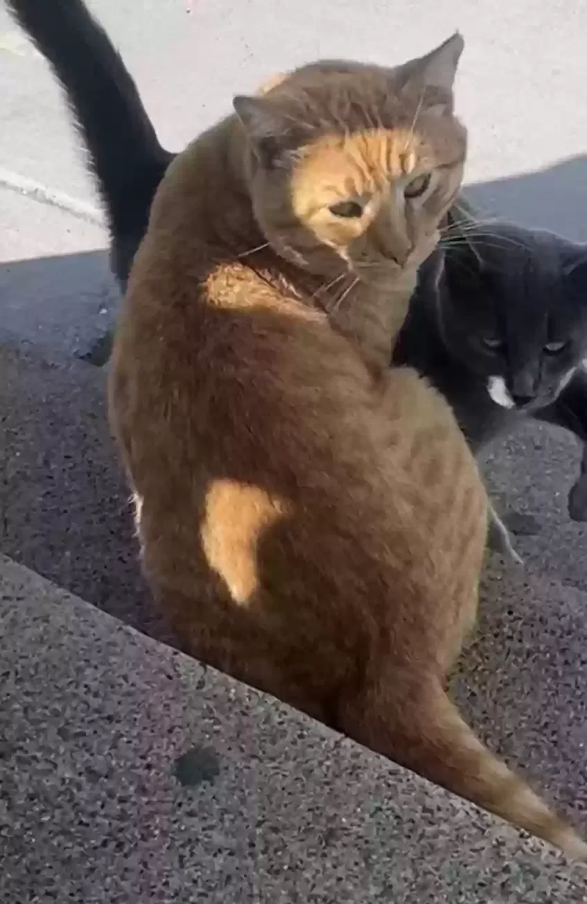 Lost cat in Chula Vista, CA, 91911
