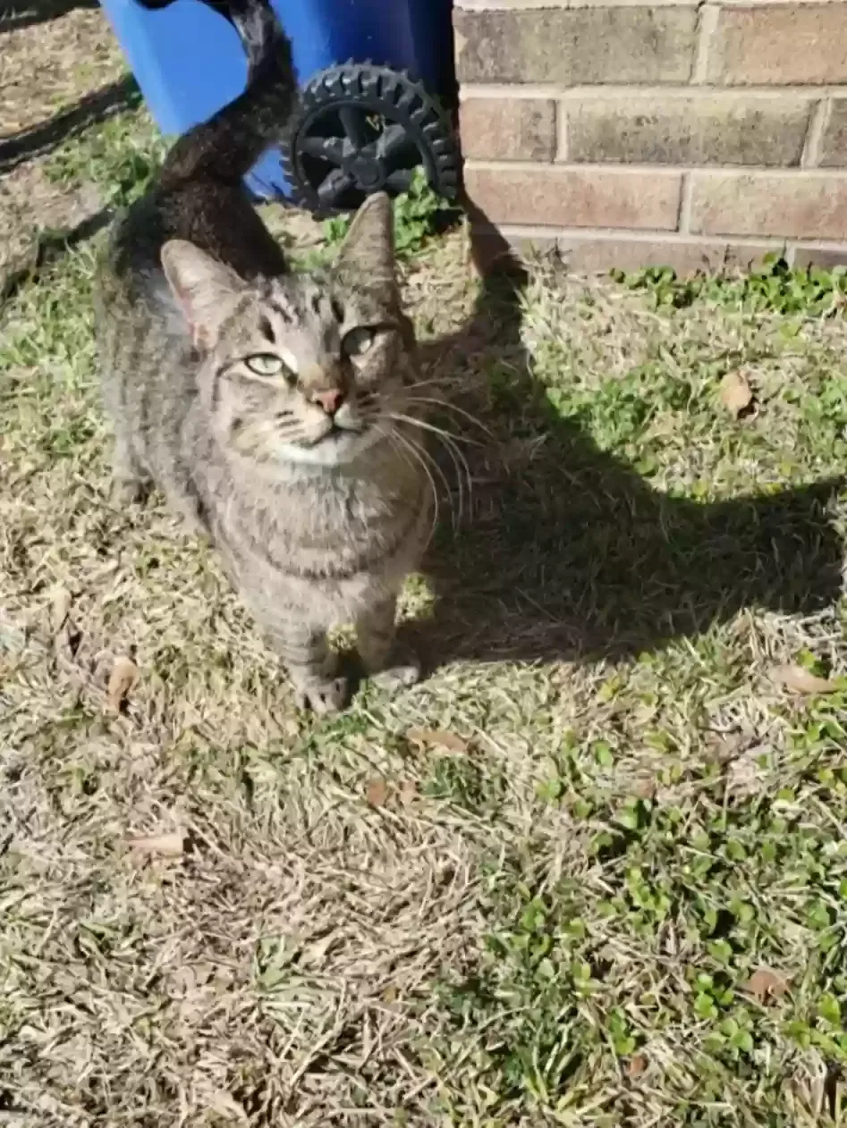 Found cat in Fayetteville, NC, 28304