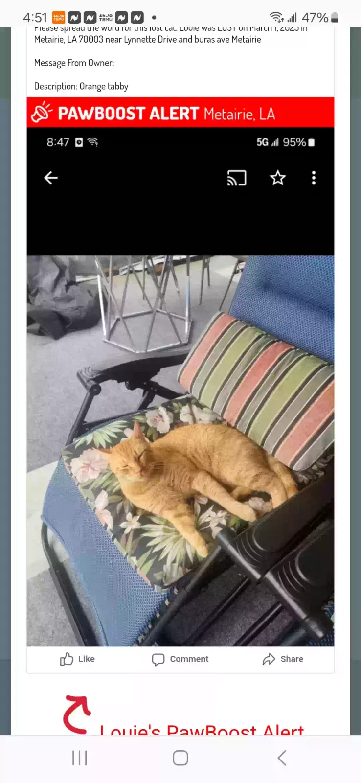 Lost cat in Metairie, LA, 70003