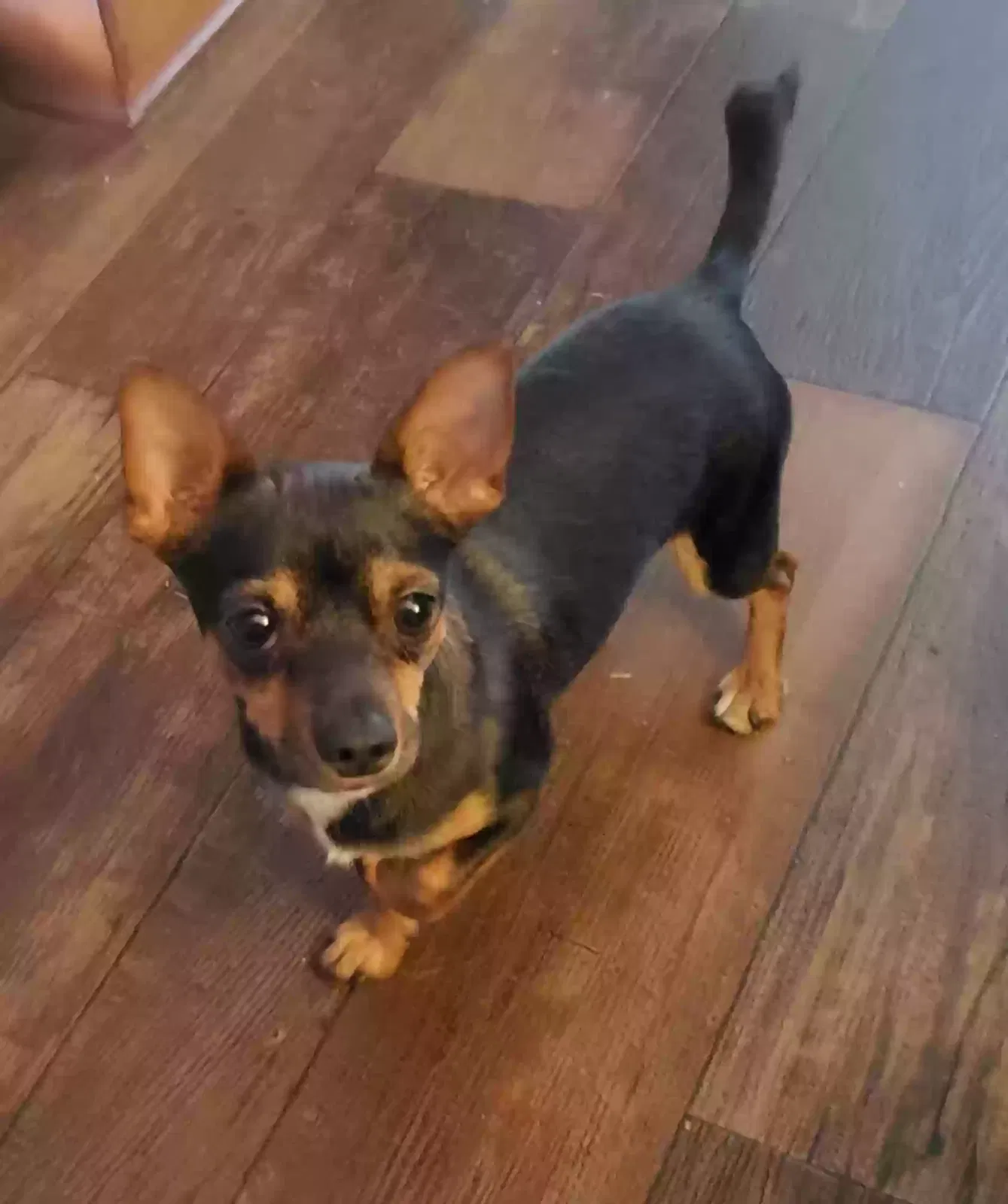 Lost dog in Spring Branch, TX, 78070