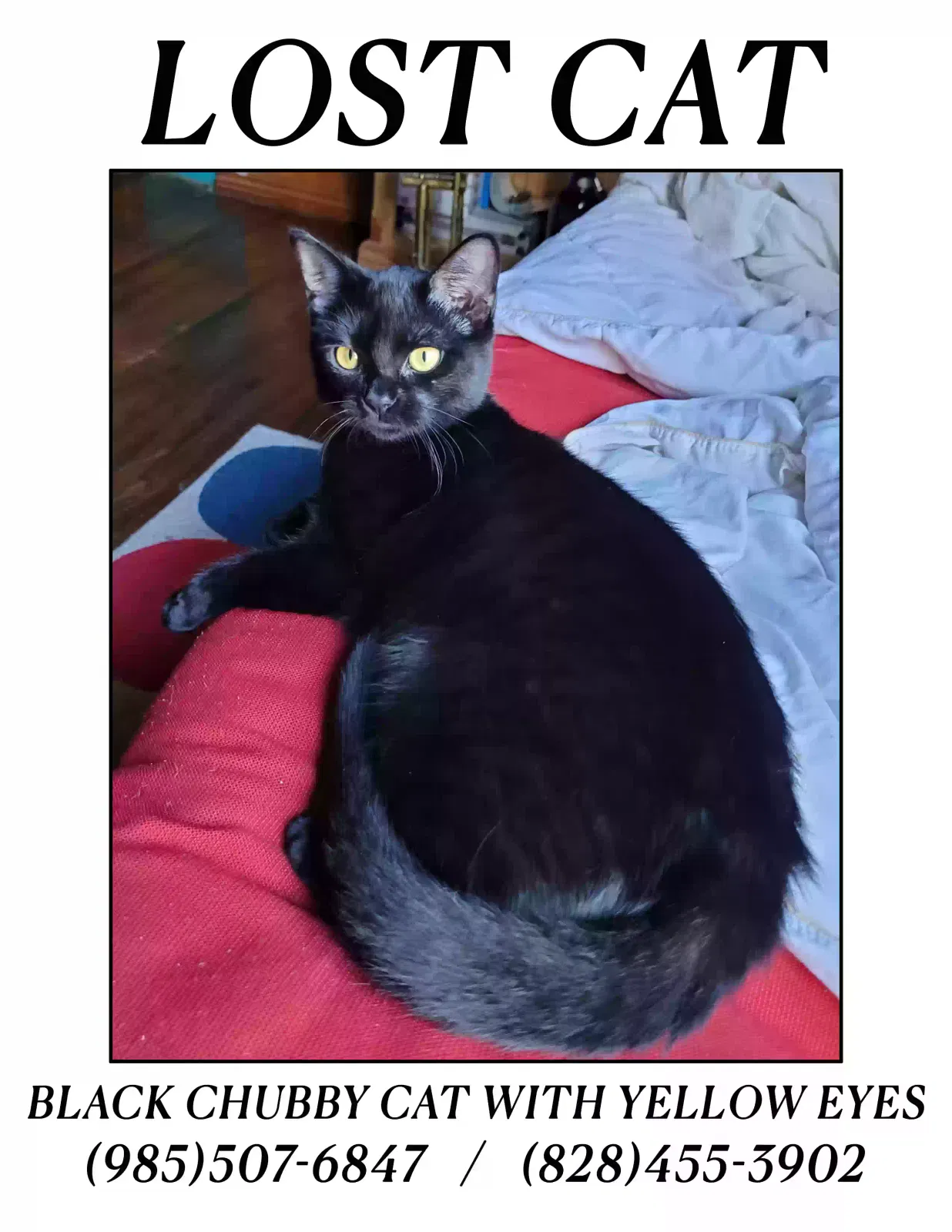 Lost cat in Ponchatoula, LA, 70454