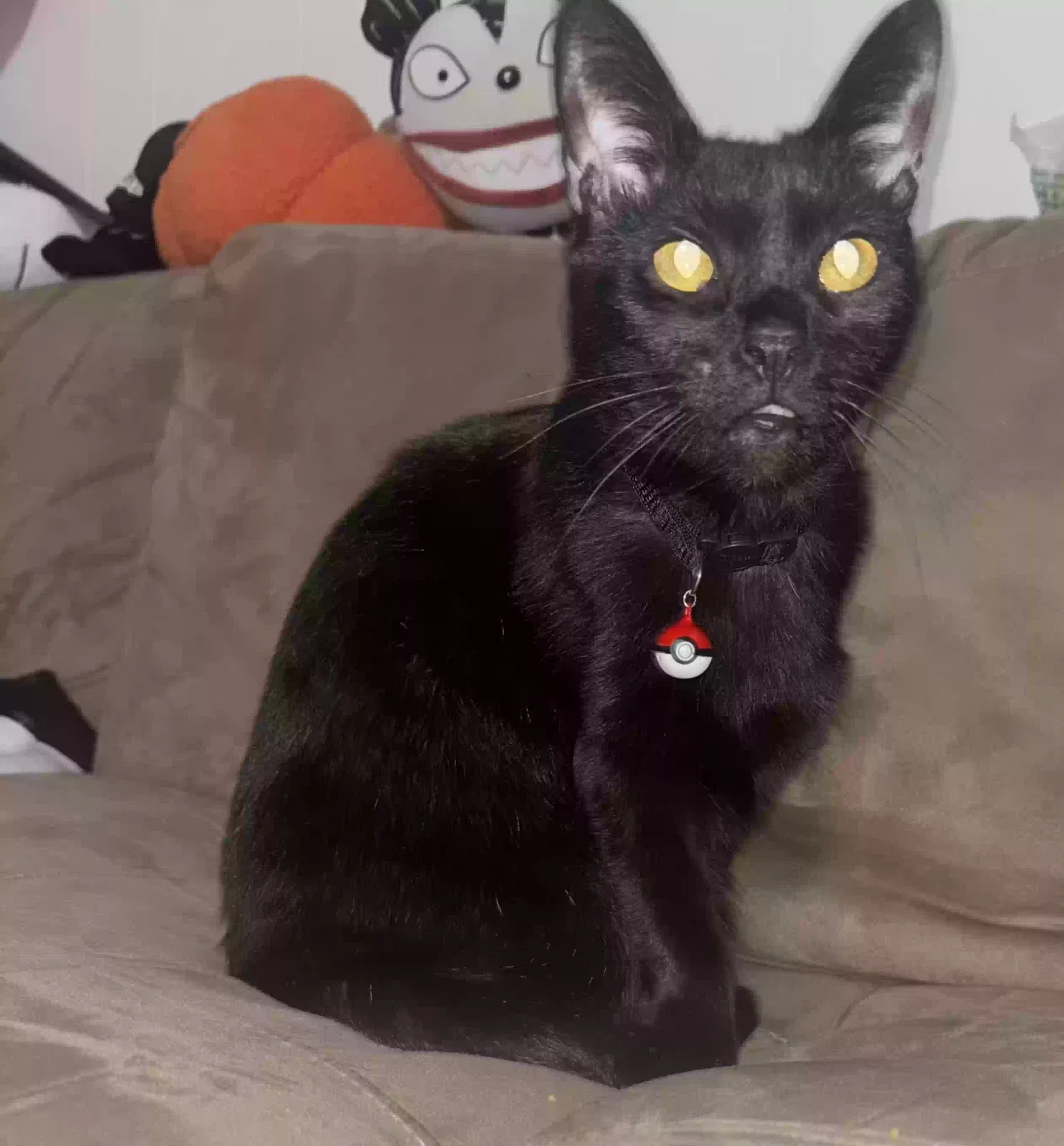 Lost cat in Newburgh, NY, 12550