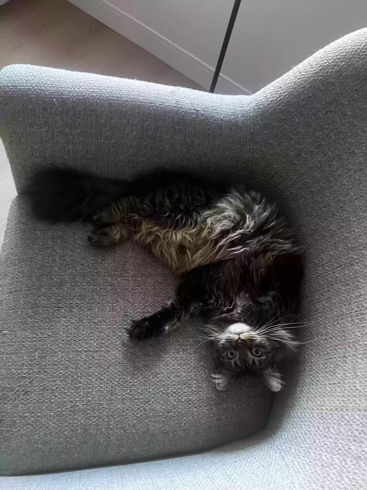 Lost cat in Boston, MA, 2128