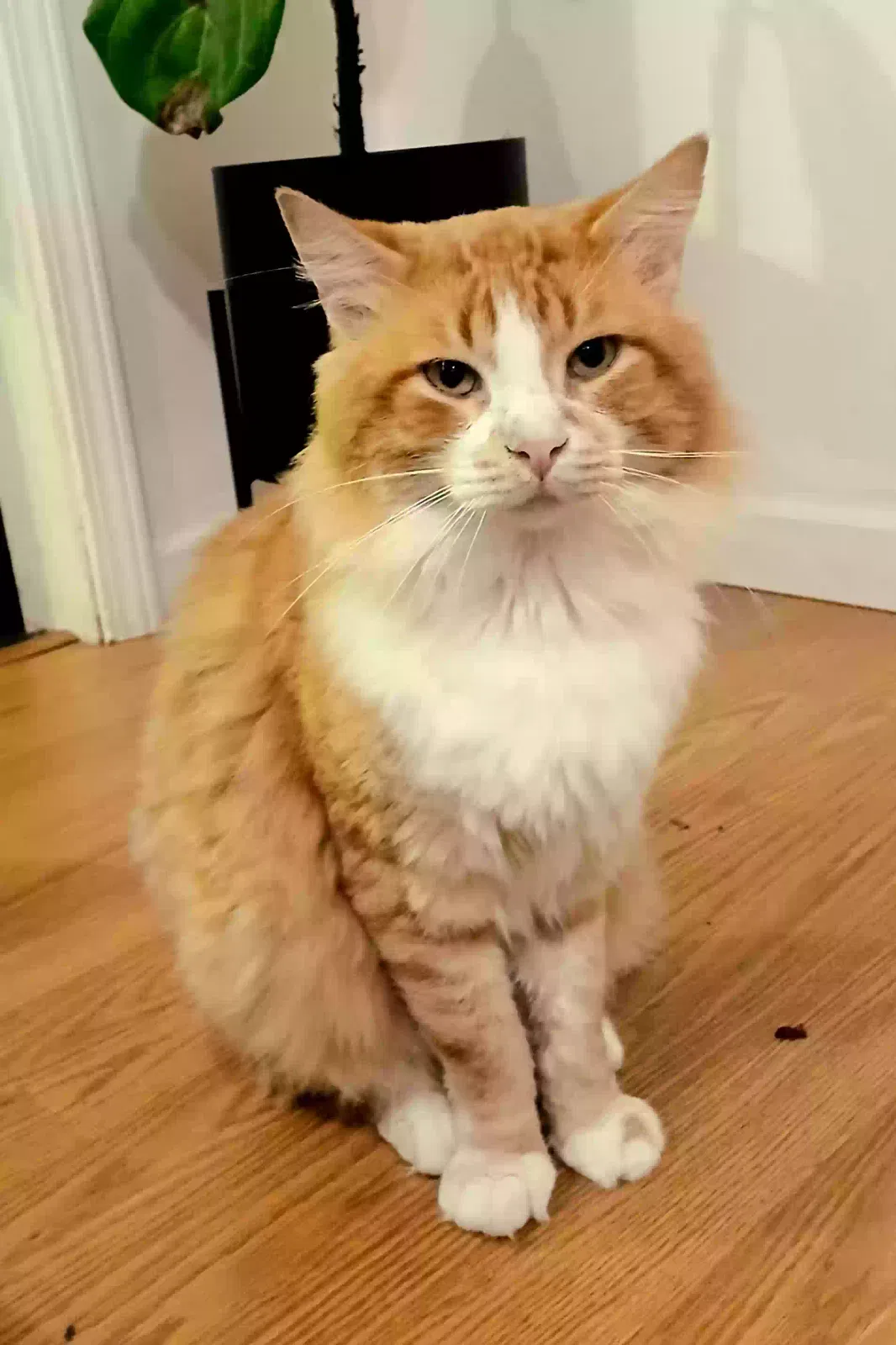 Lost cat in Poplar Bluff, MO, 63901