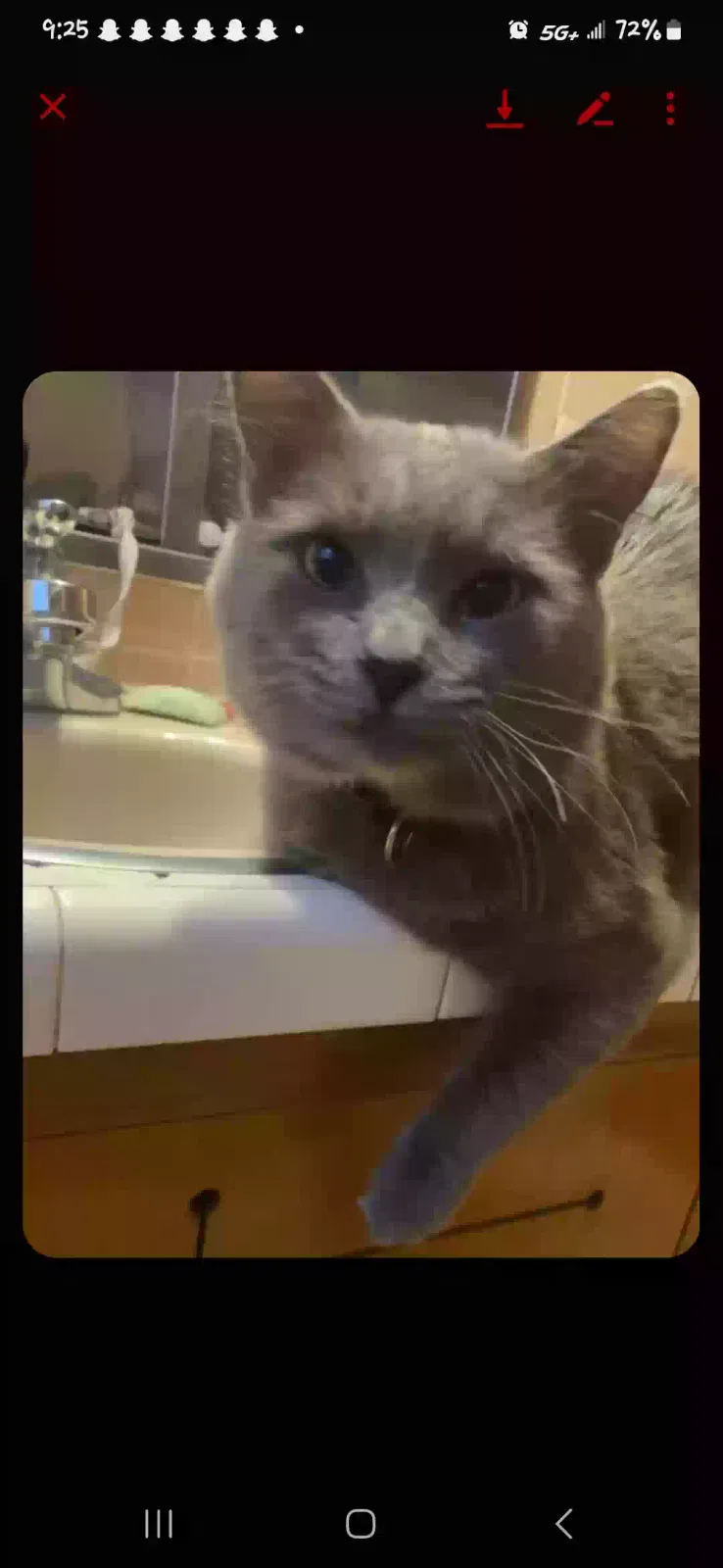 Lost cat in Poplar Bluff, MO, 63901