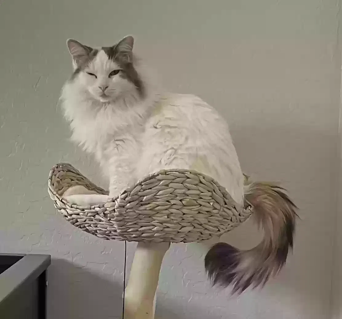 Lost cat in Chandler, AZ, 85225