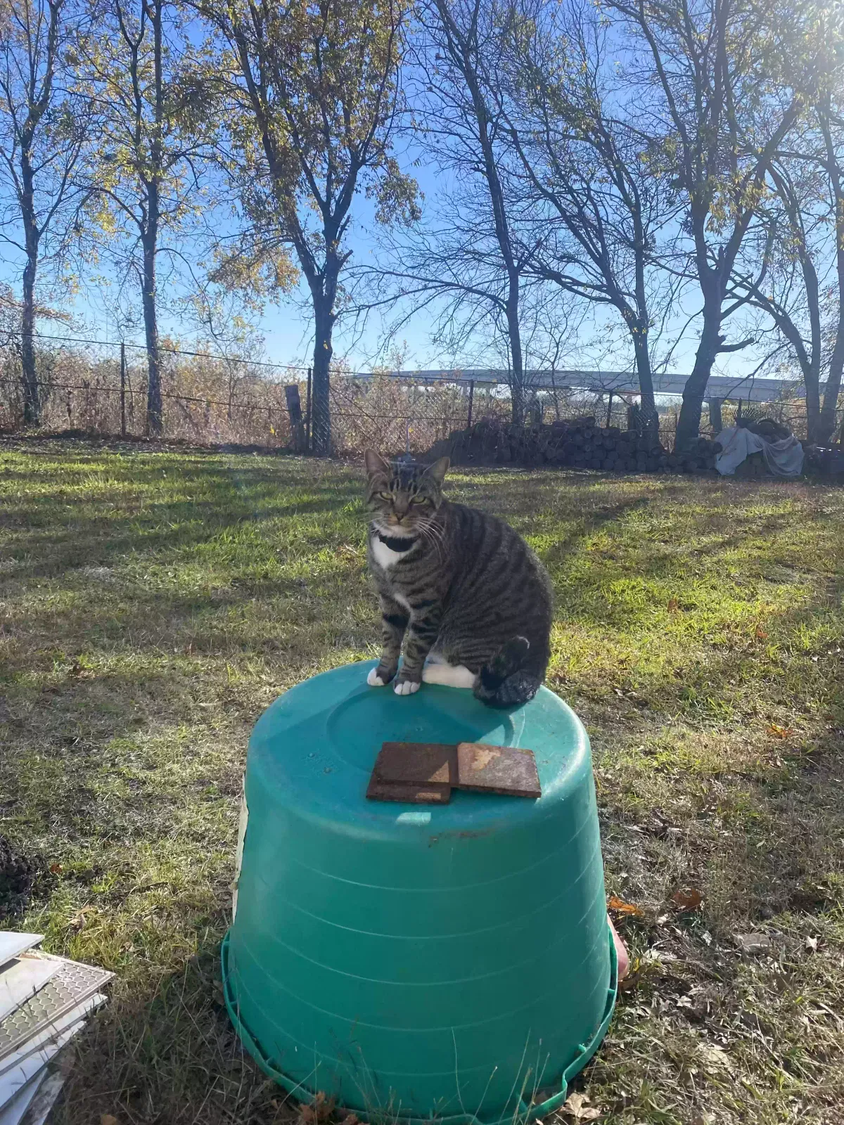 Lost cat in Kemp, TX, 75143