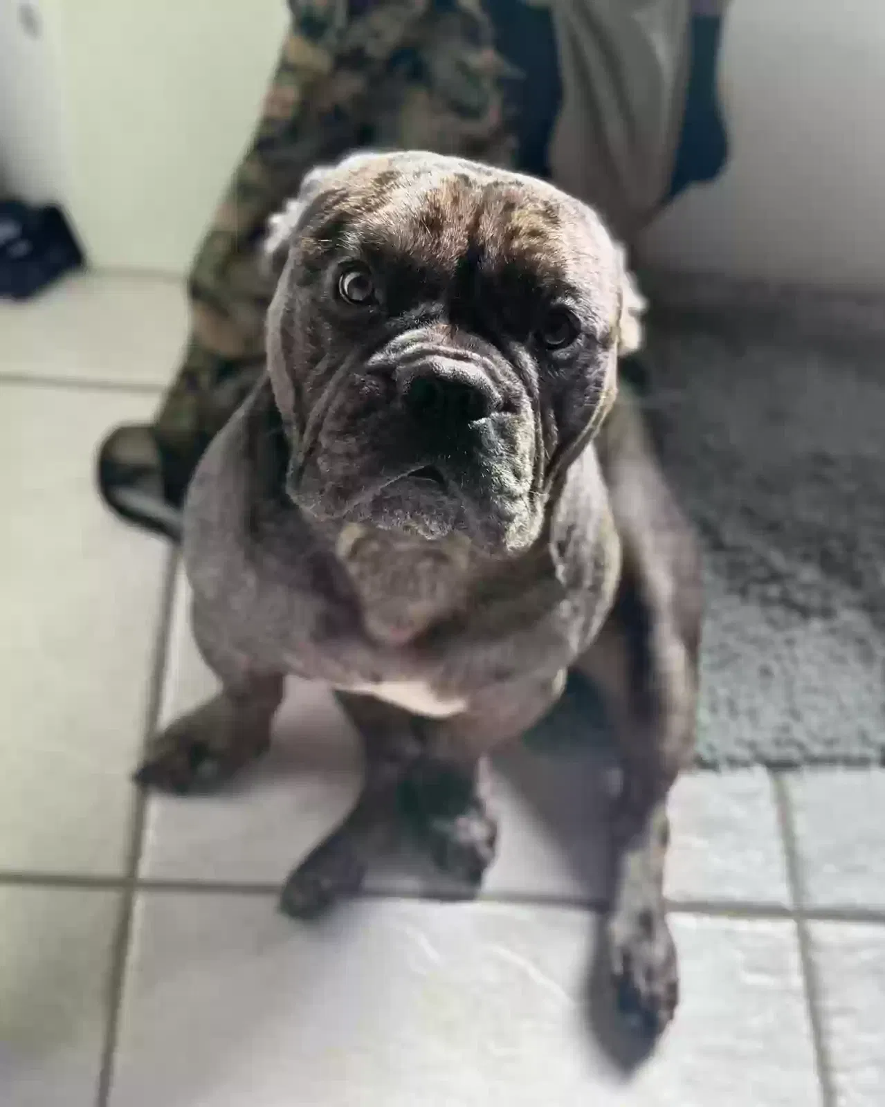 Lost dog in Port Isabel, TX, 78578