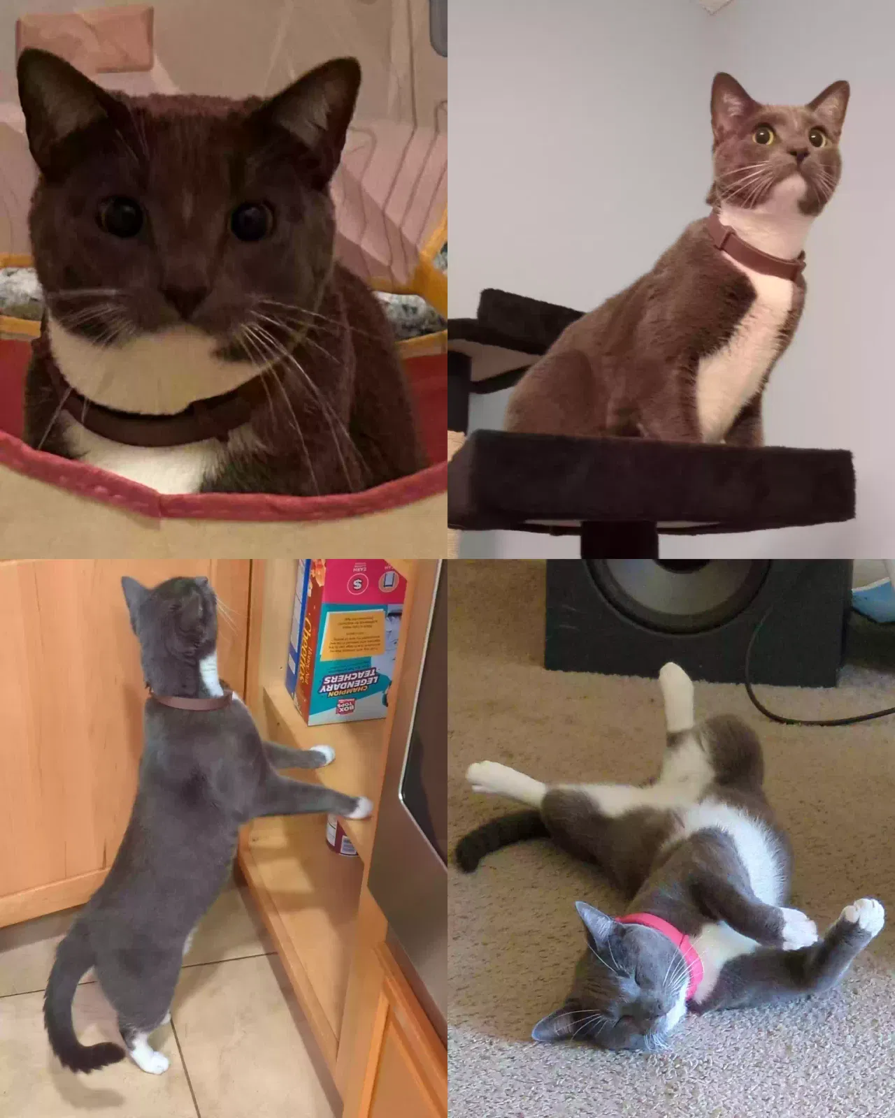 Lost cat in Guyton, GA, 31312