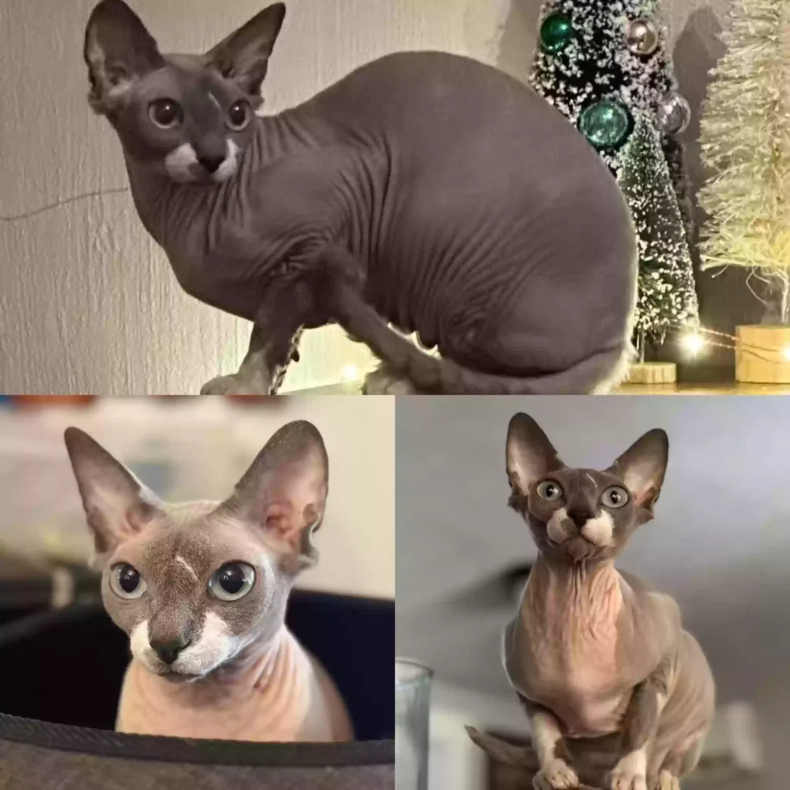 Lost cat in Kennewick, WA, 99336