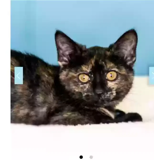 Lost cat in Sioux Falls, SD, 57108