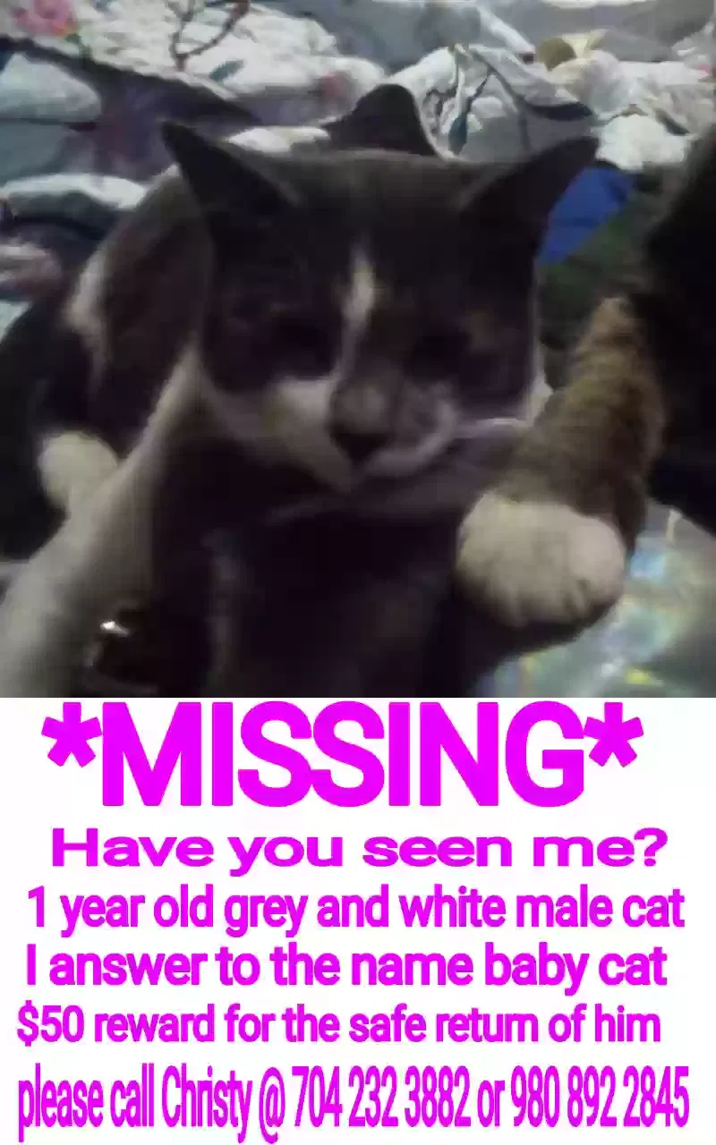 Lost cat in Salisbury, NC, 28144