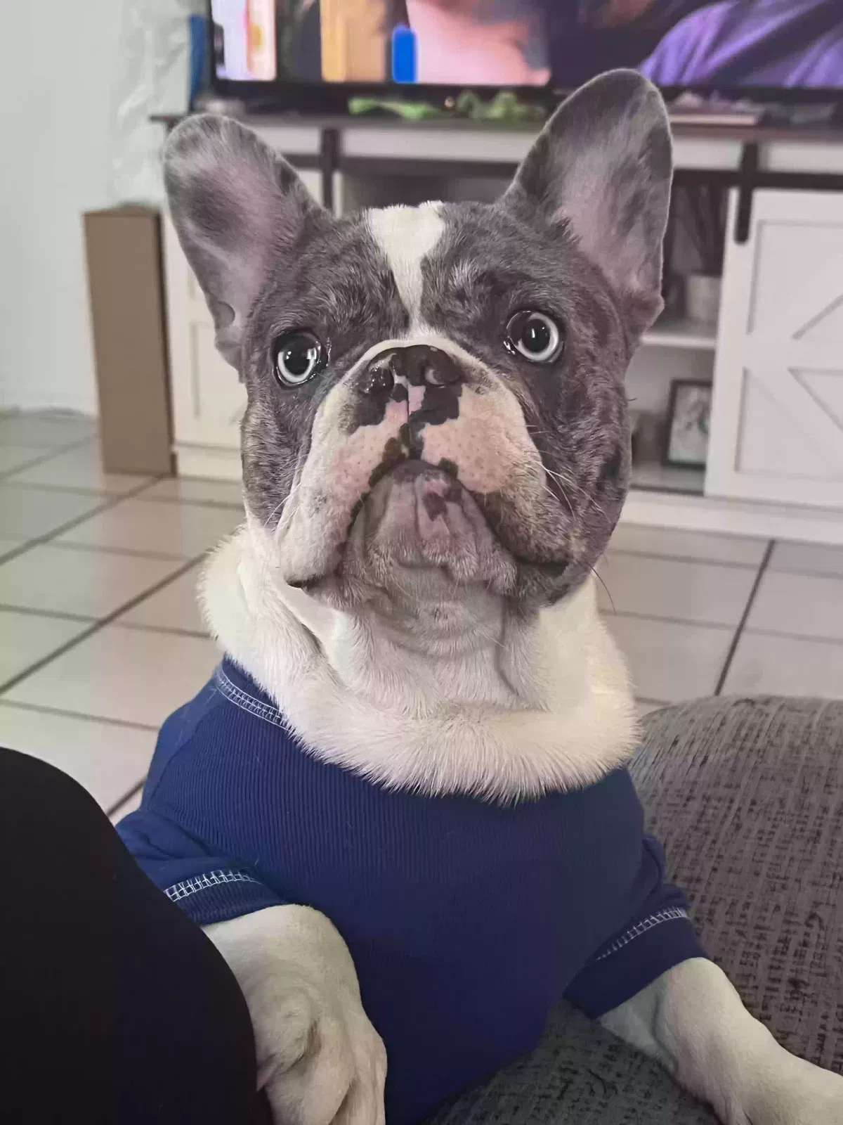 Lost dog in Long Beach, CA, 90805