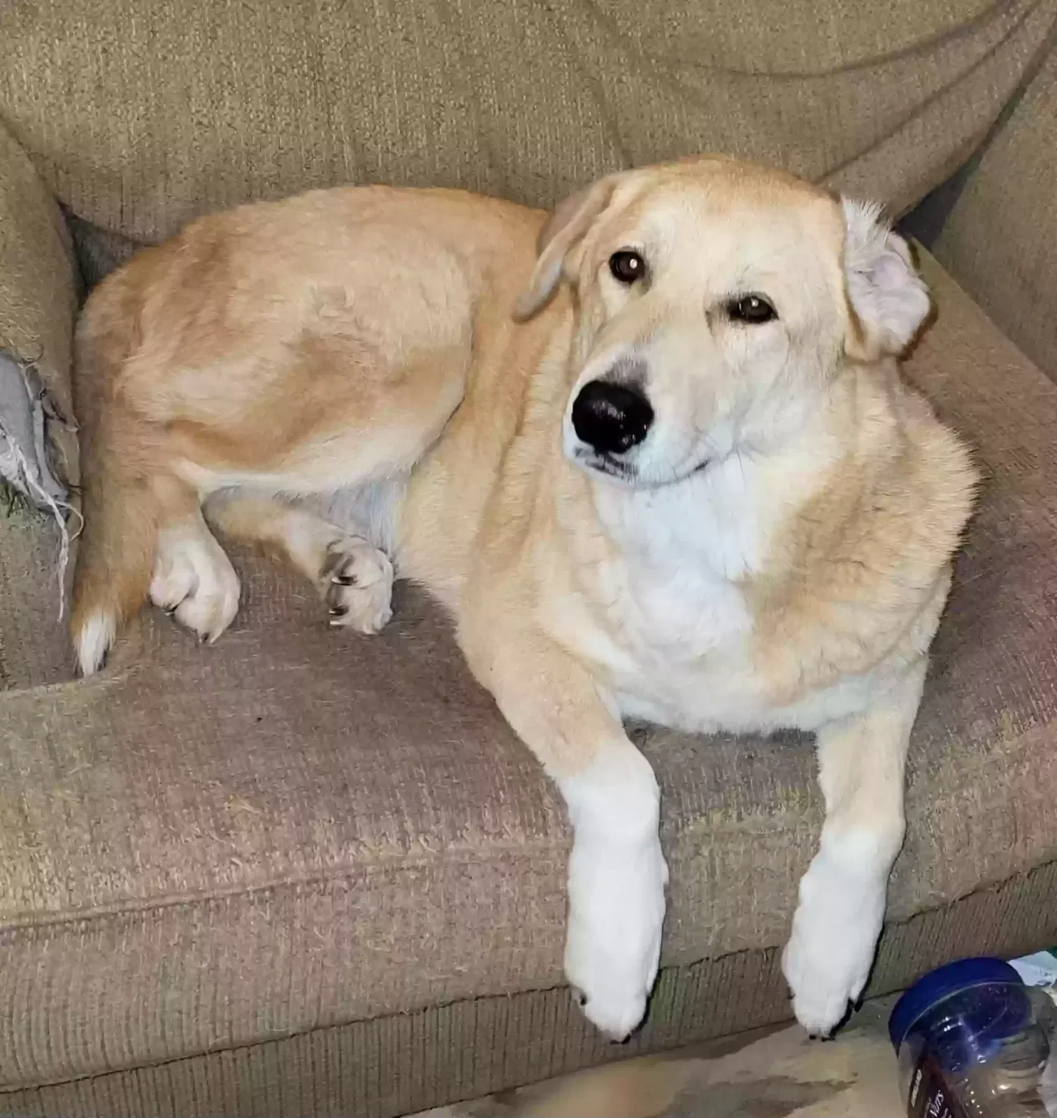 Lost dog in Quinlan, TX, 75474