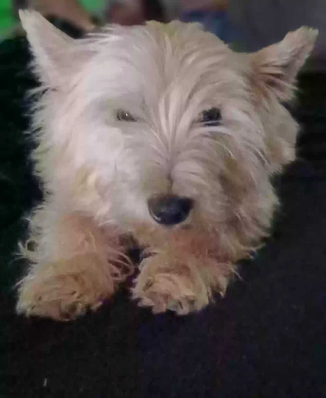 Lost dog in Front Royal, VA, 22630
