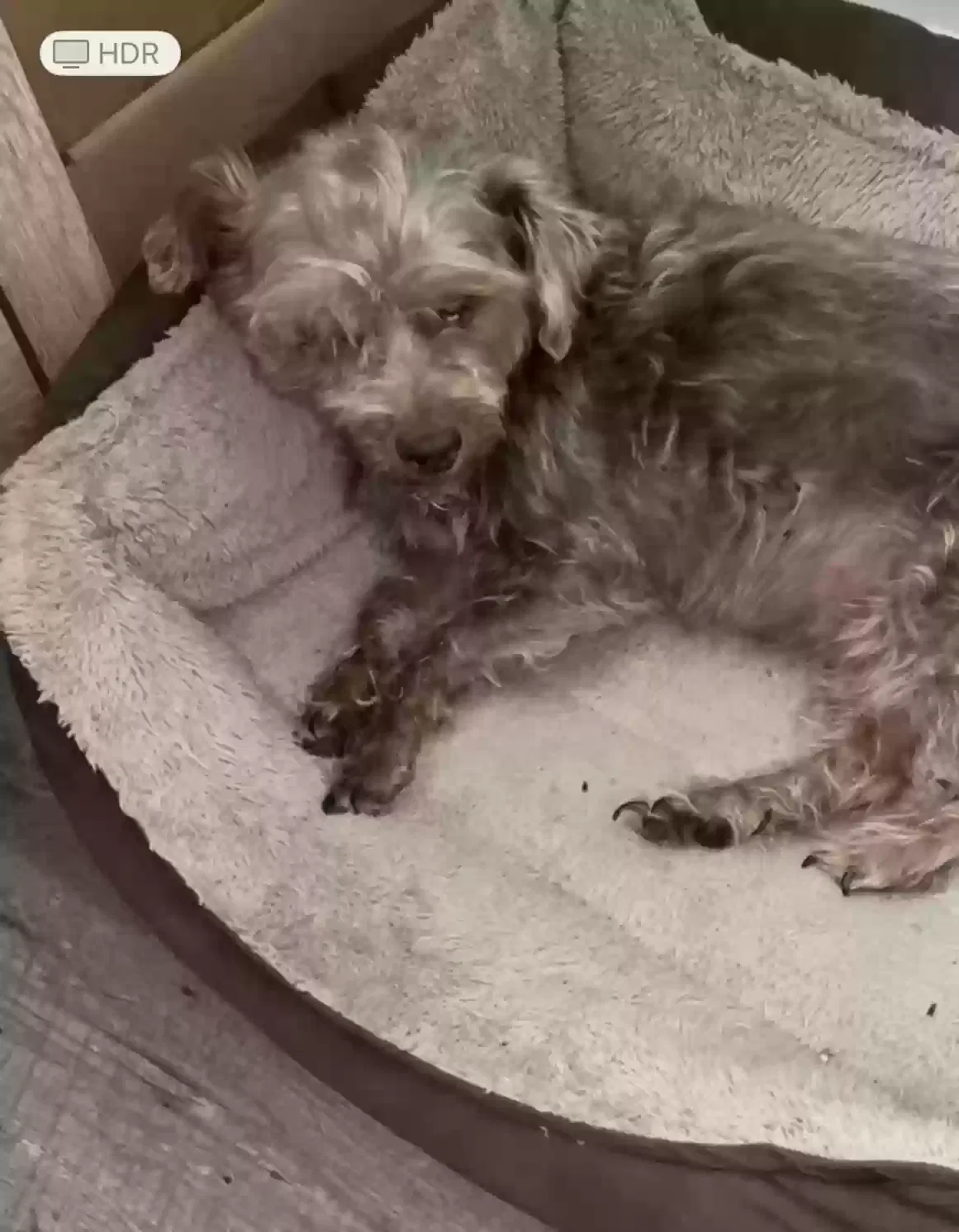 Lost dog in Caldwell, TX, 77836
