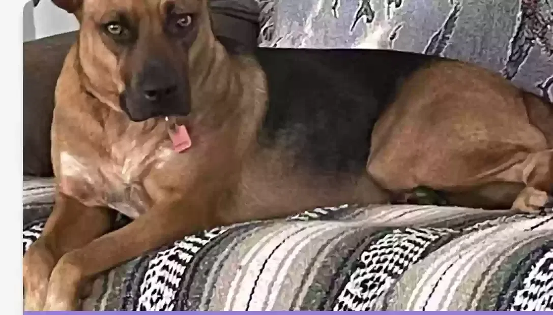 Lost dog in Caldwell, TX, 77836