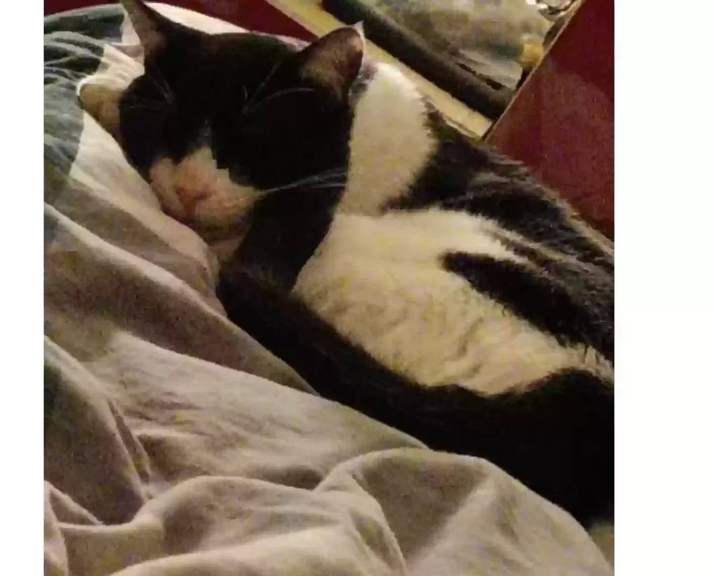 Lost cat in Hayward, CA, 94541