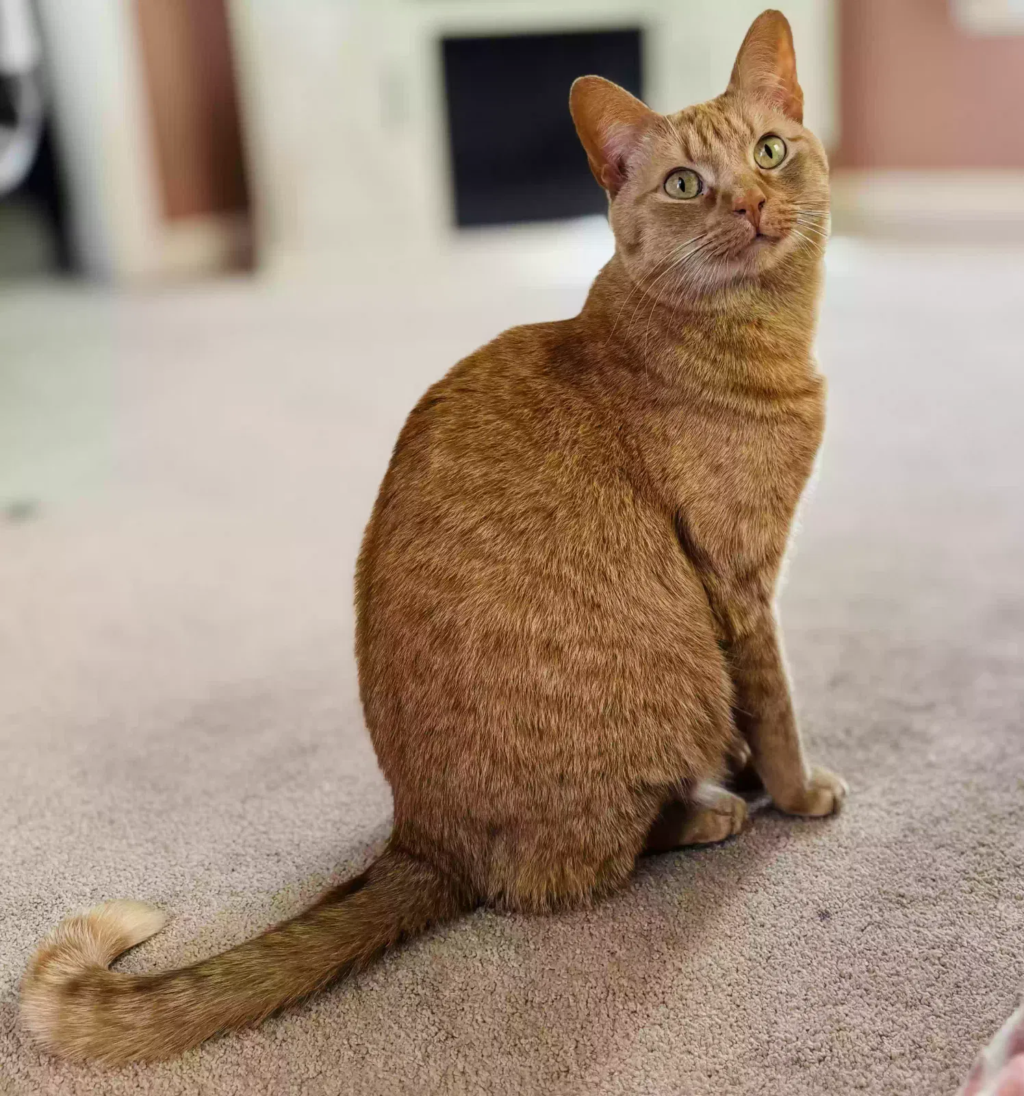 Lost cat in Amesbury, MA, 1913