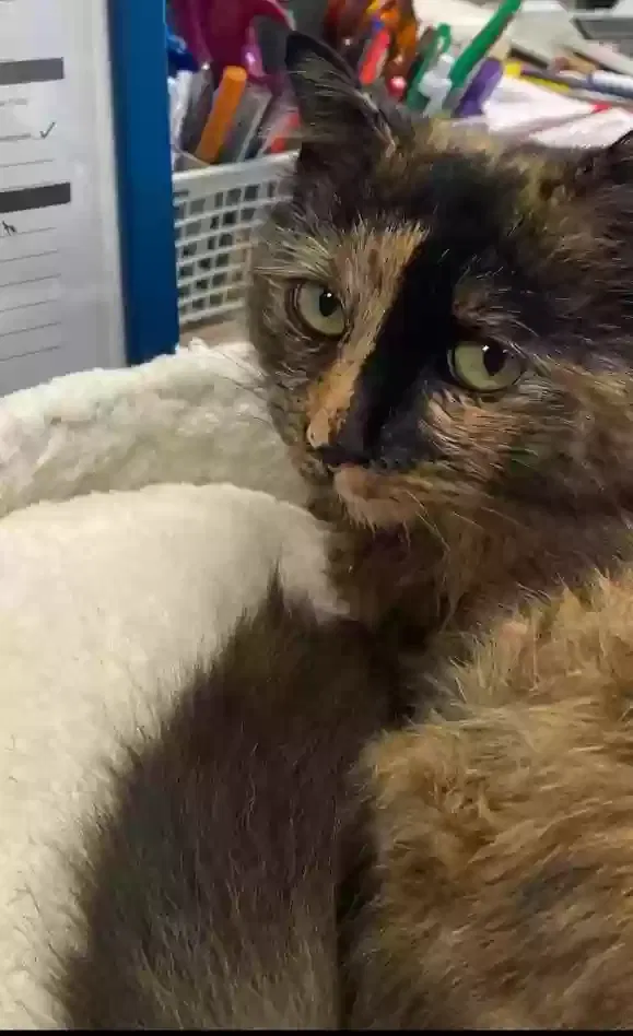 Lost cat in Sandston, VA, 23150