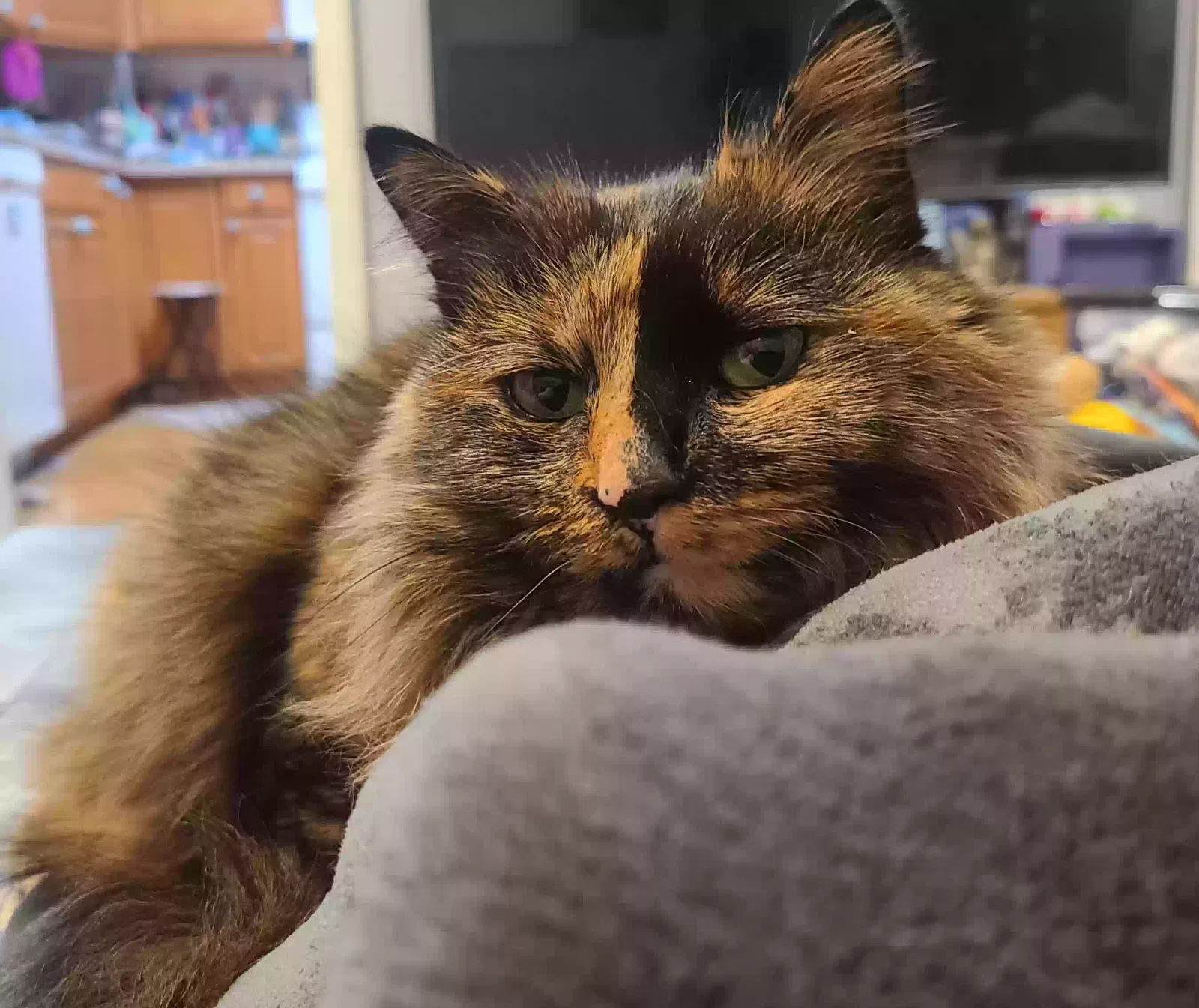Lost cat in Sandston, VA, 23150