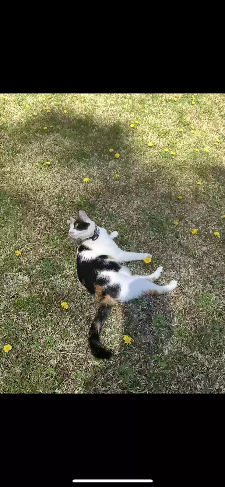 Lost cat in Douglasville, GA, 30135