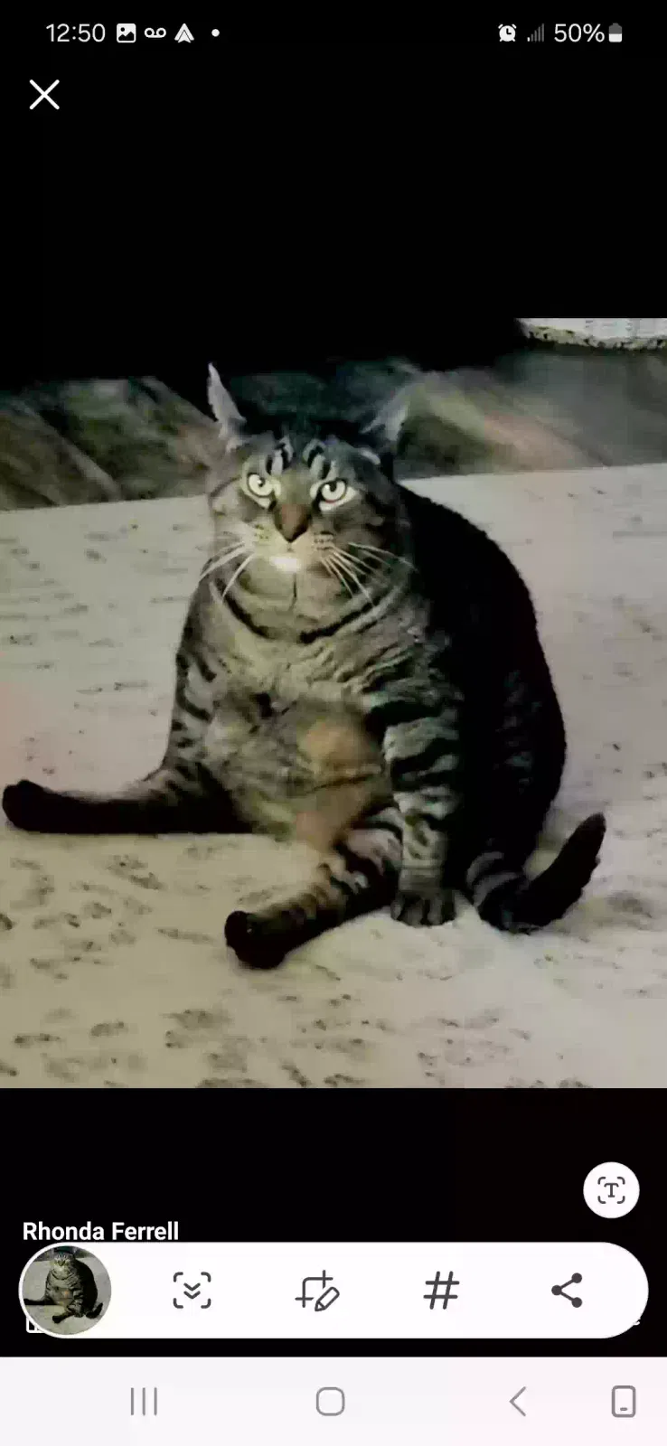 Lost cat in Swisher, IA, 52338
