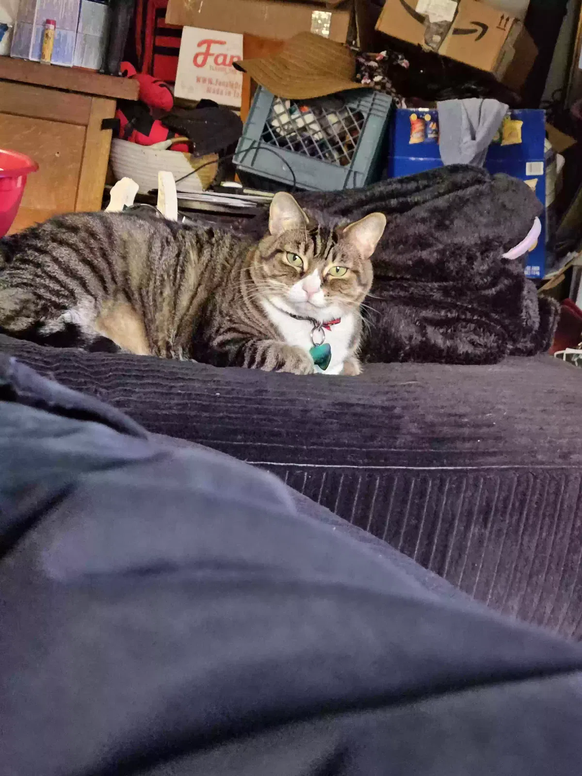 Lost cat in Las Vegas, NV, 89117
