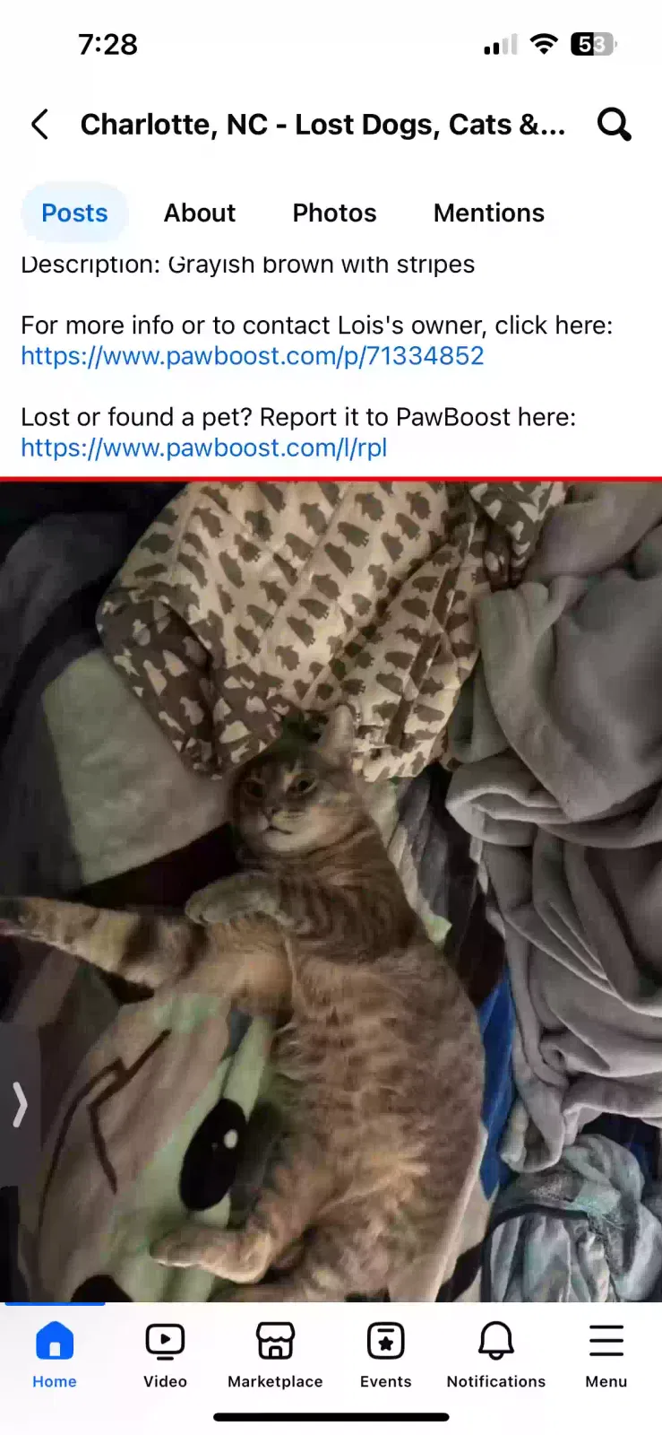 Lost cat in Charlotte, NC, 28205