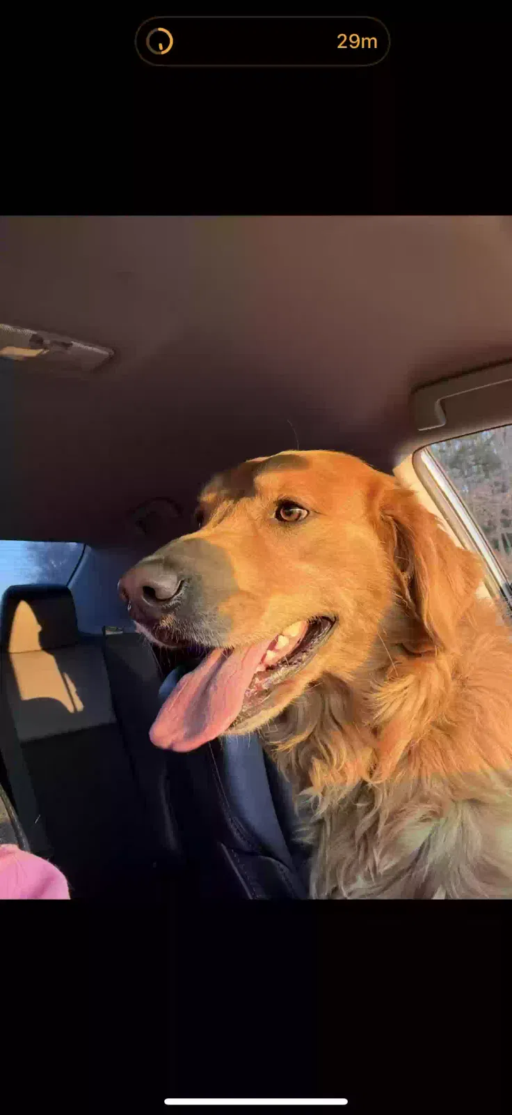 Lost dog in Lenoir City, TN, 37771