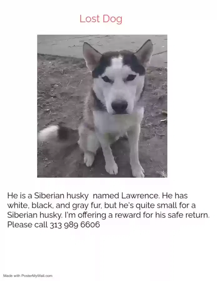 Lost dog in Detroit, MI, 48219
