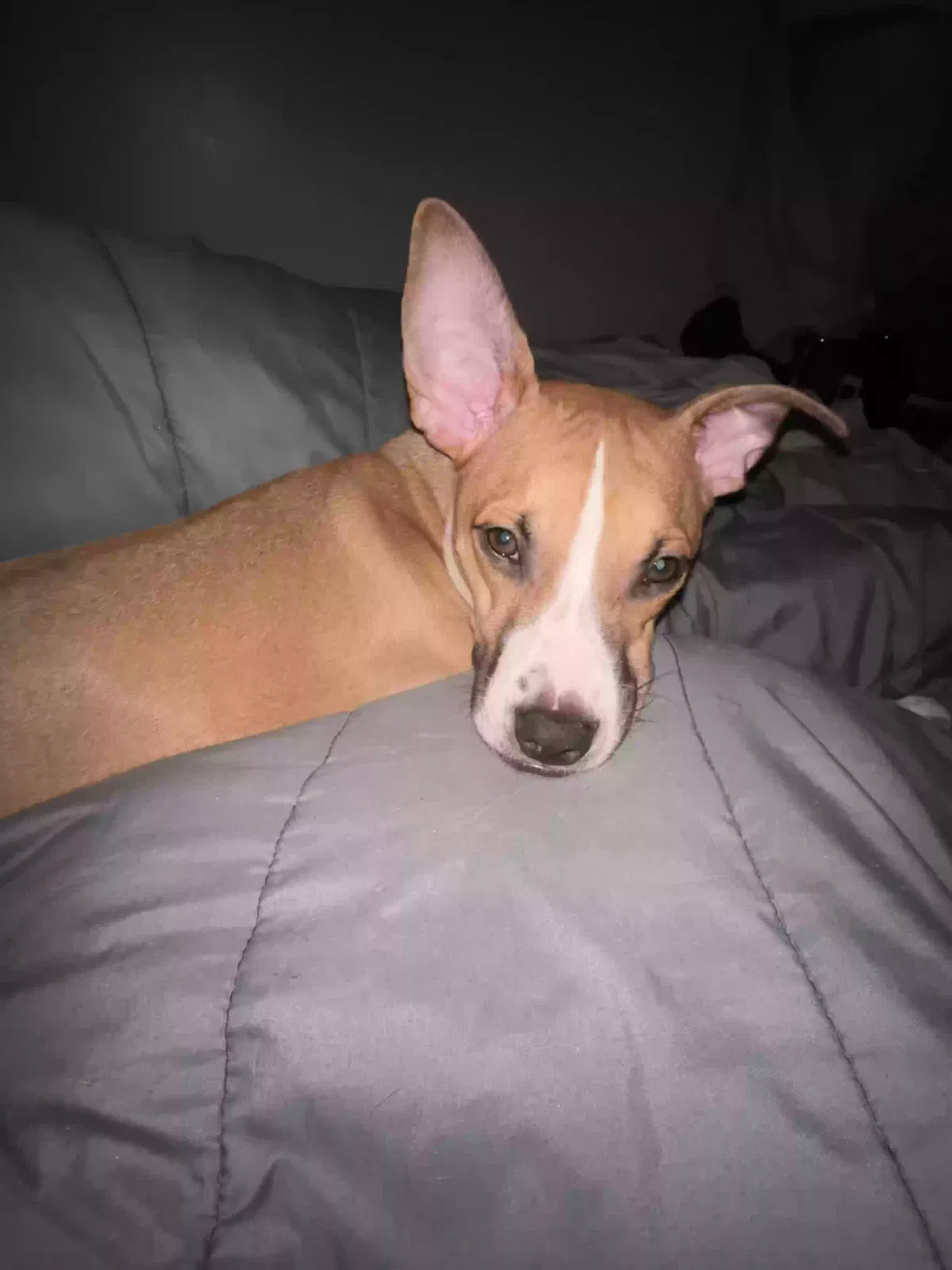 Lost dog in Tampa, FL, 33637