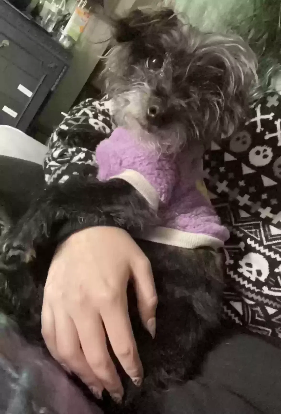 Lost dog in Highland Park, NJ, 8904