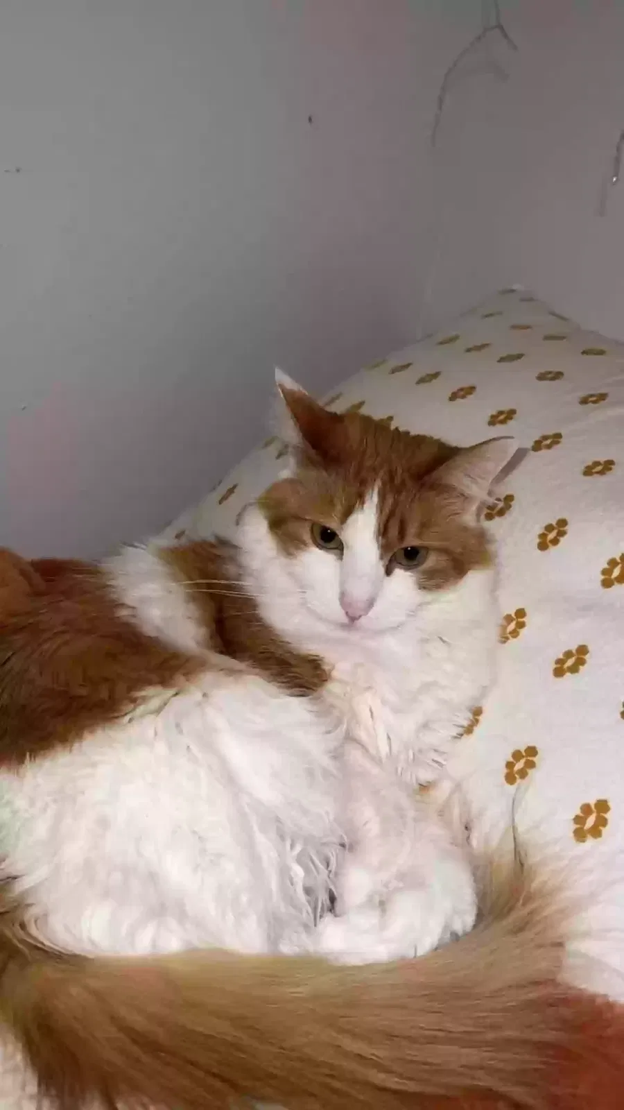 Lost cat in Wichita, KS, 67203