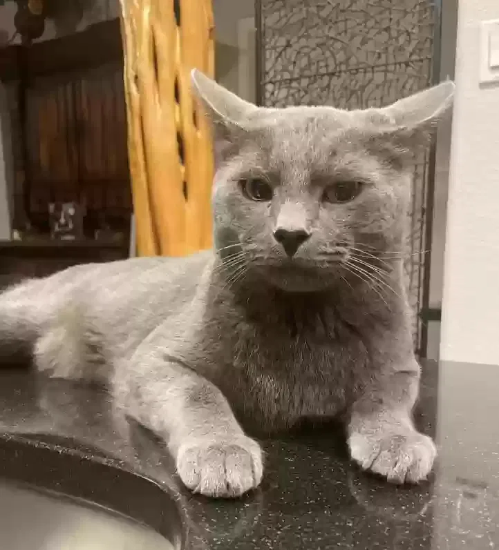 Lost cat in San Antonio, TX, 78247