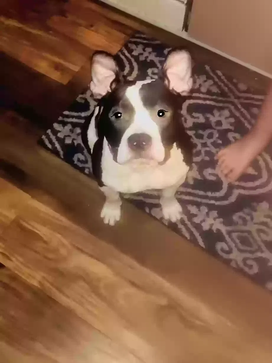 Lost dog in Coeur D Alene, ID, 83814
