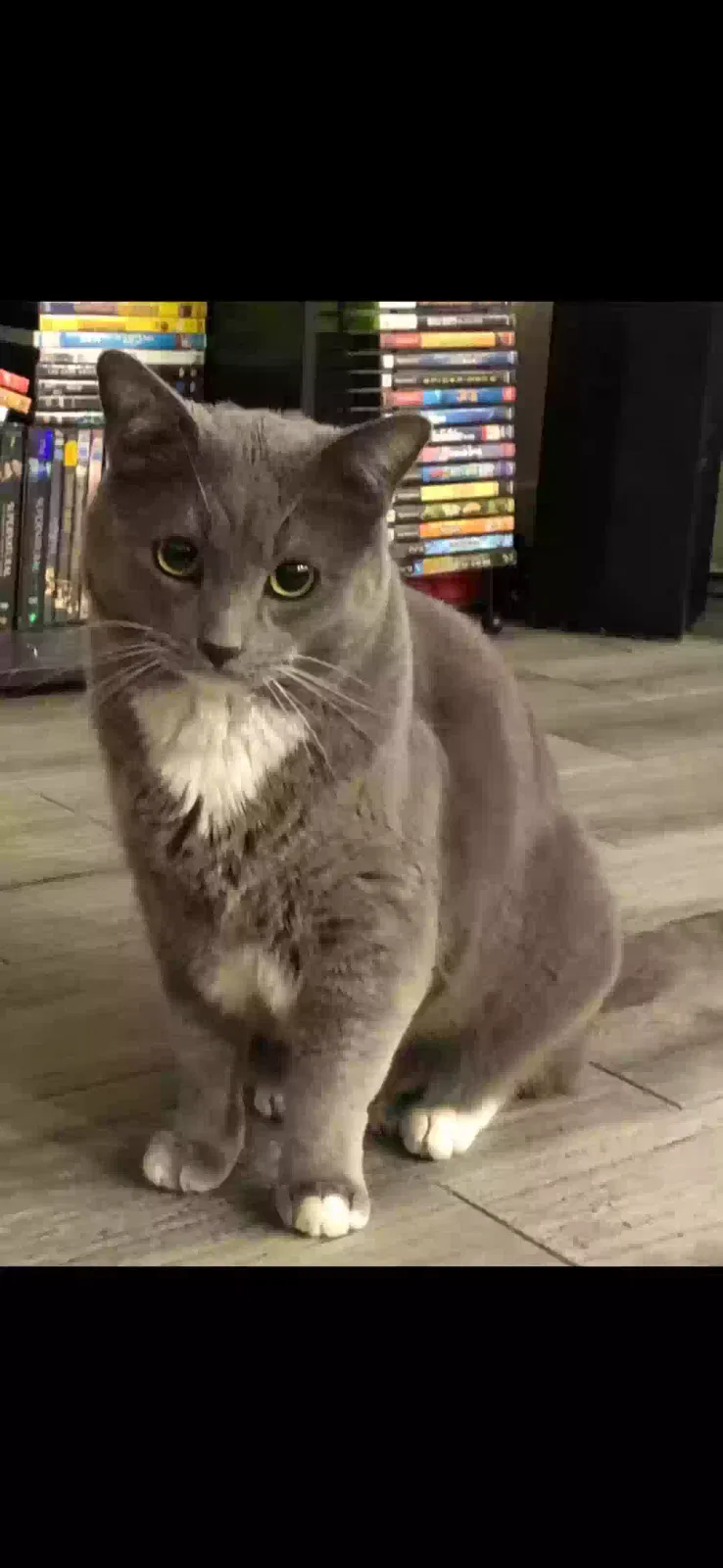 Lost cat in Phoenix, AZ, 85051