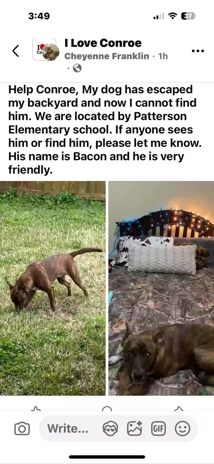 Lost dog in Conroe, TX, 77303
